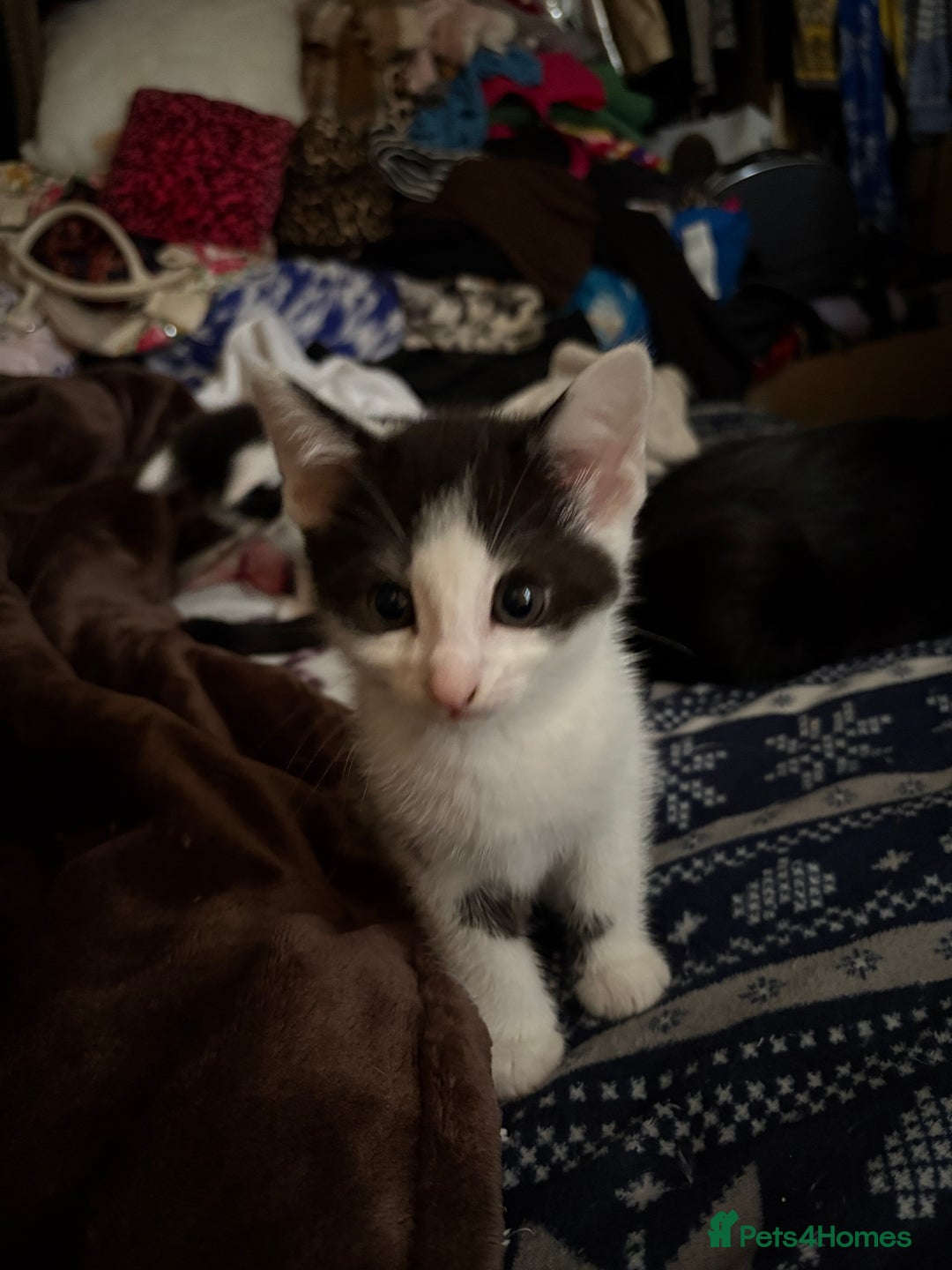 Mixed Breed cats for sale: Mixed kittens  - Image 27