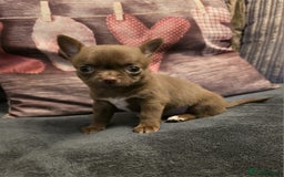 Chihuahua dogs for sale: Stunning Chocolate Chihuahua Puppies 🐶 - Image 6