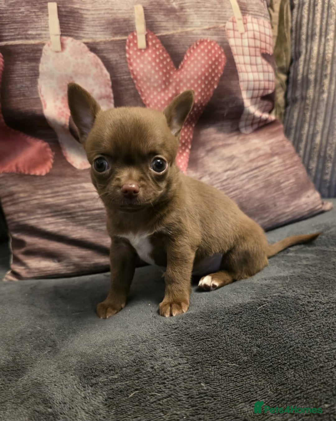 Chihuahua dogs for sale: Stunning Chocolate Chihuahua Puppies 🐶 - Image 6
