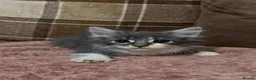 Mixed Breed cats for sale: 3 beautiful male kittens (dad is Persian)  - Advert 7