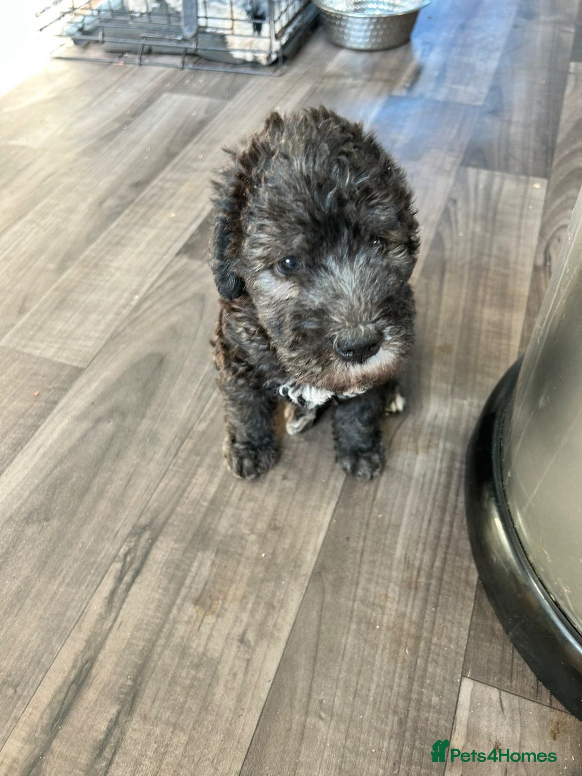 Bedlington Terrier dogs Bedlington terrier puppy CT clear - Advert 1