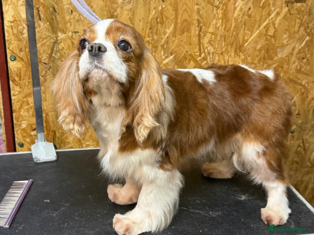 Cavalier King Charles Spaniel dogs for adoption: 🐾 GIGI – Female Cavalier King Charles Spaniel 🐾 in West Malling - Advert 1