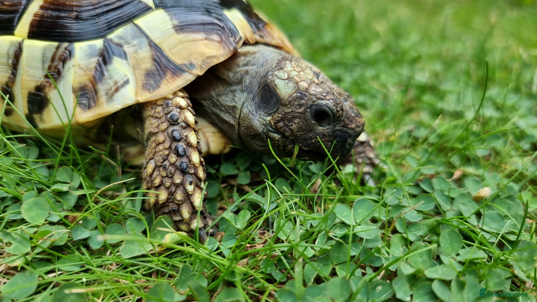 Tortoise reptiles for sale: Testudo Hermanni -tortoise for sale 7 years old - Image 14
