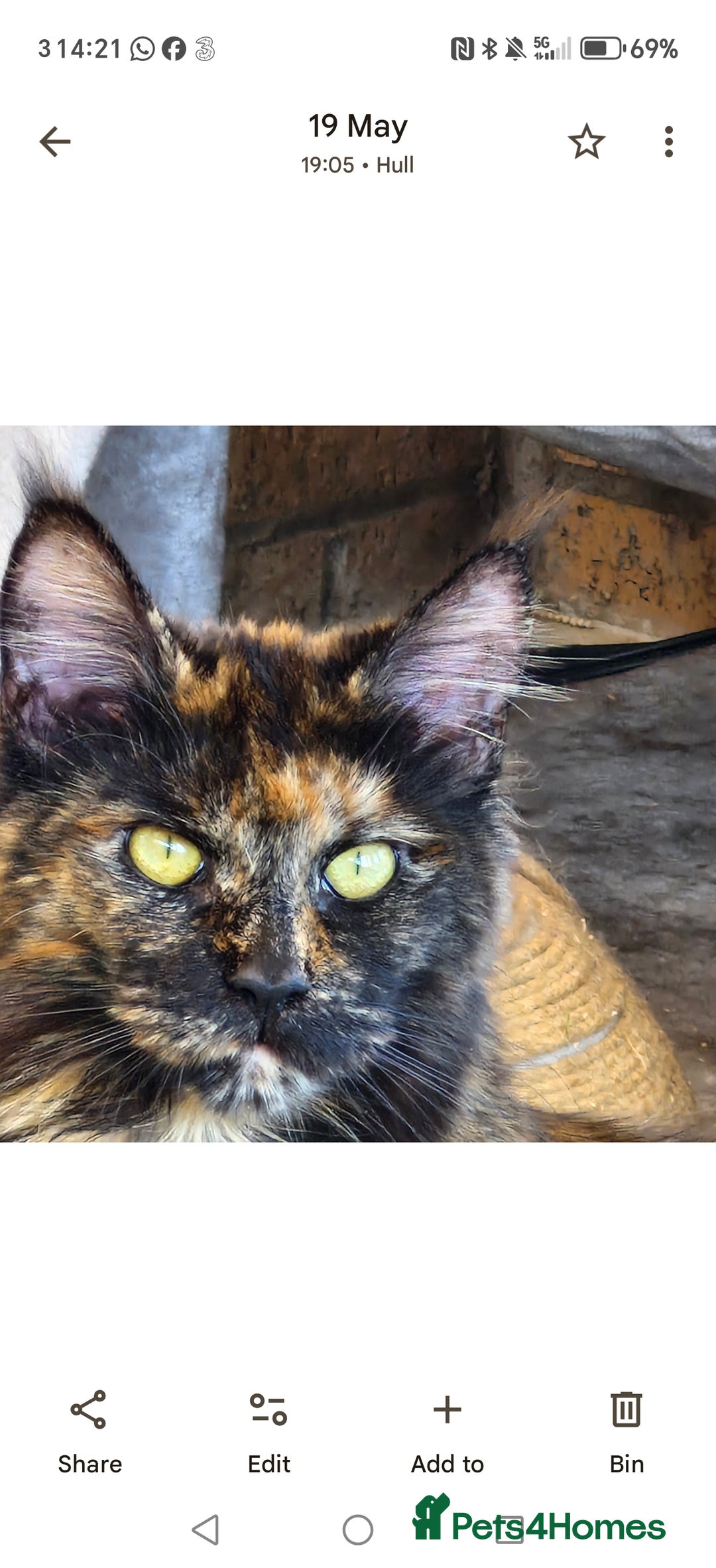 Maine Coon cats for sale: Maine coons Nellie & Dollie to stay as a pair.  - Advert 2