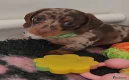 Miniature Dachshund dogs for sale: 🩷2 BABIES LEFT🐶READY TODAY🐶HAD 1ST/2ND JAB🩵 in Chorley - Image 23