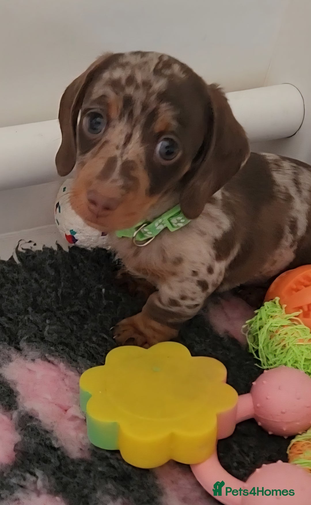 Miniature Dachshund dogs for sale: 🩷2 BABIES LEFT🐶READY TODAY🐶HAD 1ST/2ND JAB🩵 in Chorley - Image 23