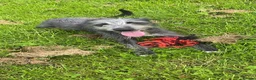Lurcher dogs for sale: Bedlington whippet x suluki Bedlington whippet  - Advert 1