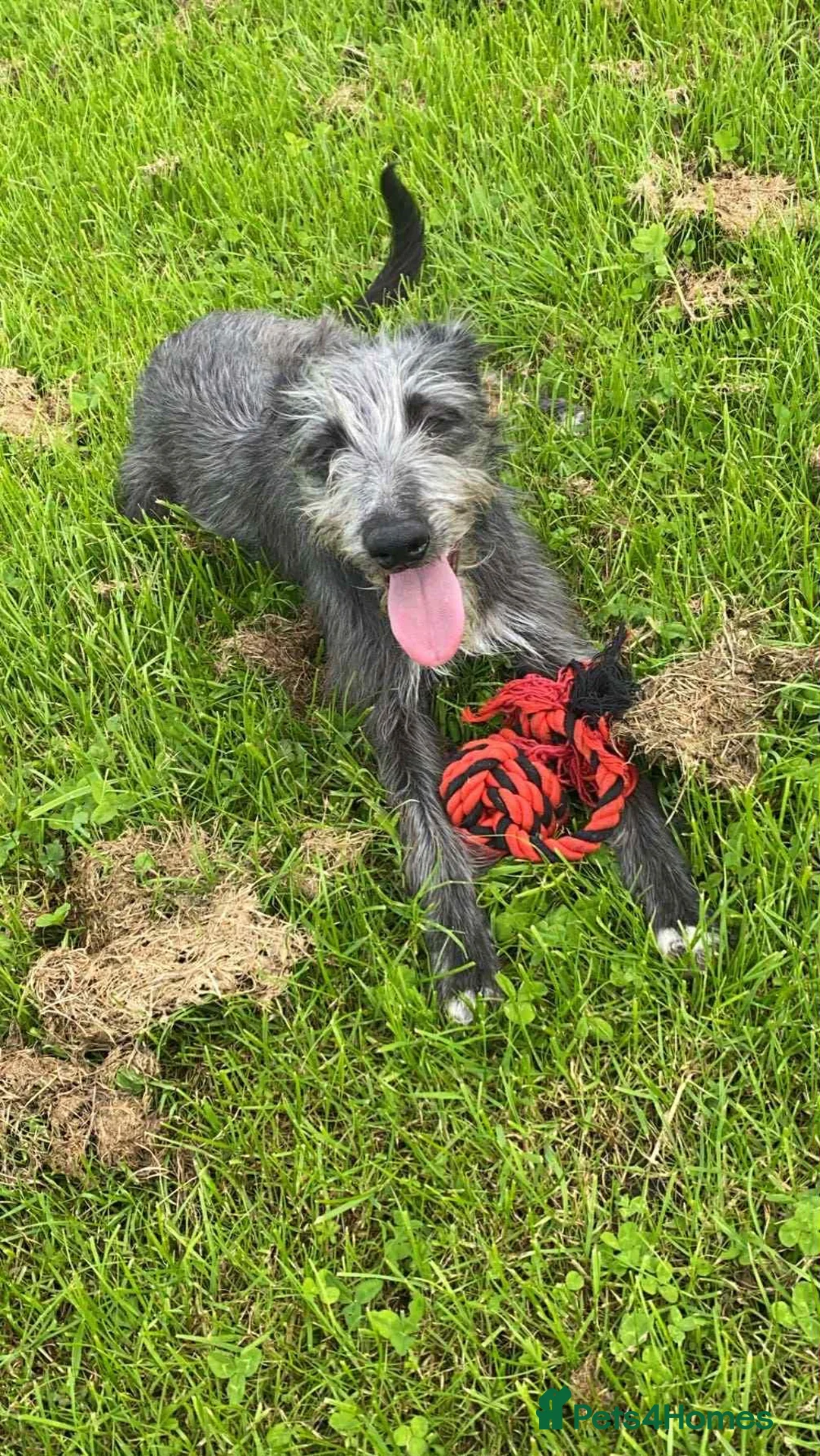 Lurcher dogs for sale: Bedlington whippet x suluki Bedlington whippet  - Advert 1