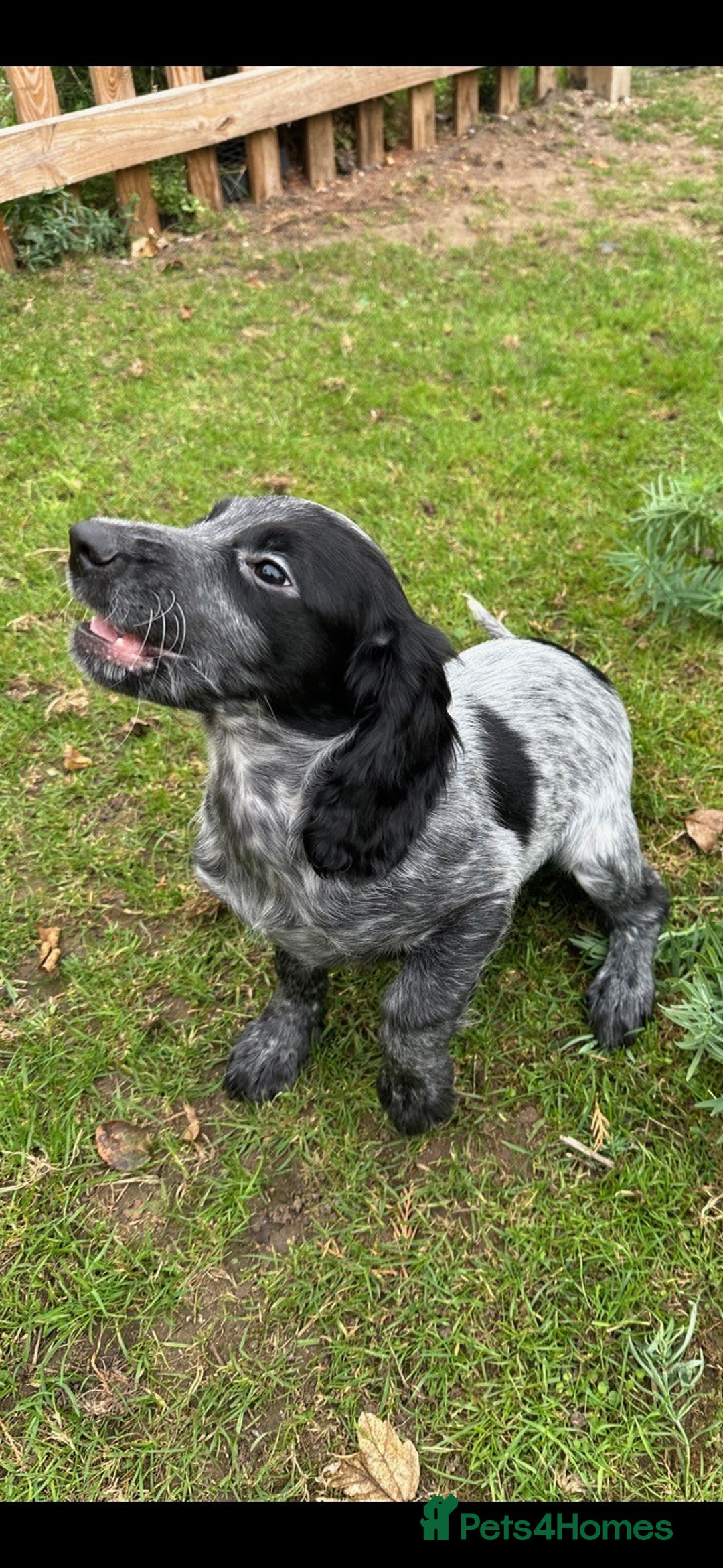Cocker Spaniel dogs for sale: Cocker Spaniel puppies for sale - Image 5