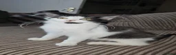 Mixed Breed cats for adoption: Bonded Rescue Kittens Looking for a Forever Home - Advert 10