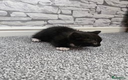 Ragdoll cats for sale: Adorable 9 Week Old Kittens - Litter Trained - Image 15