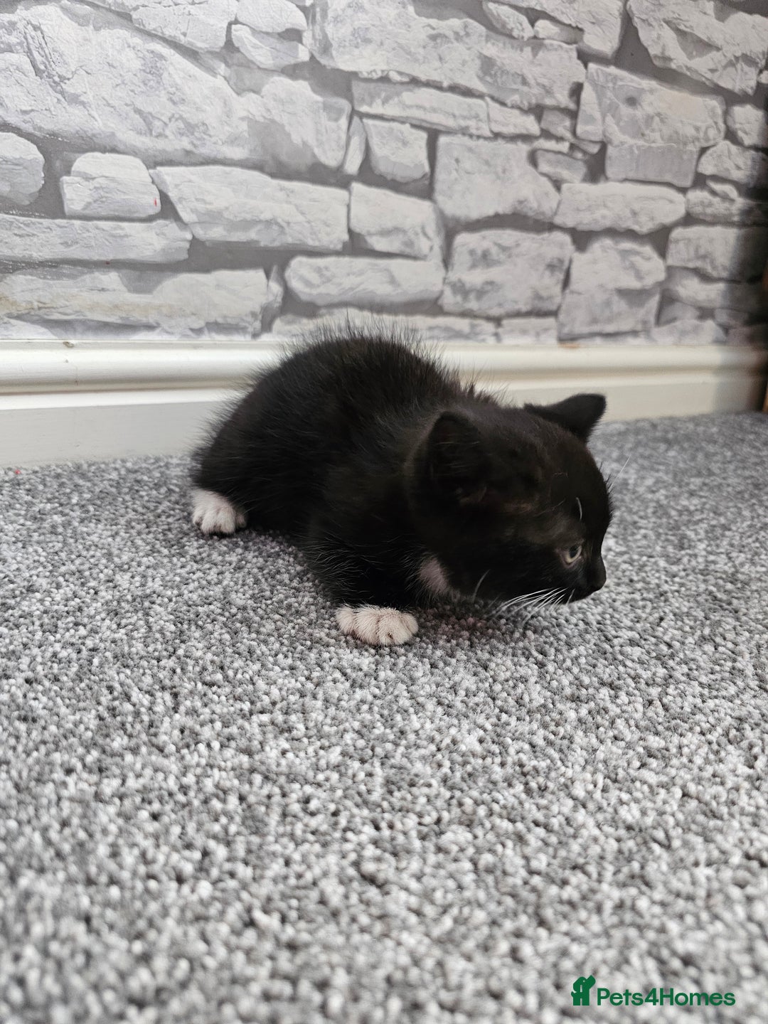 Ragdoll cats for sale: Adorable 9 Week Old Kittens - Litter Trained - Image 15
