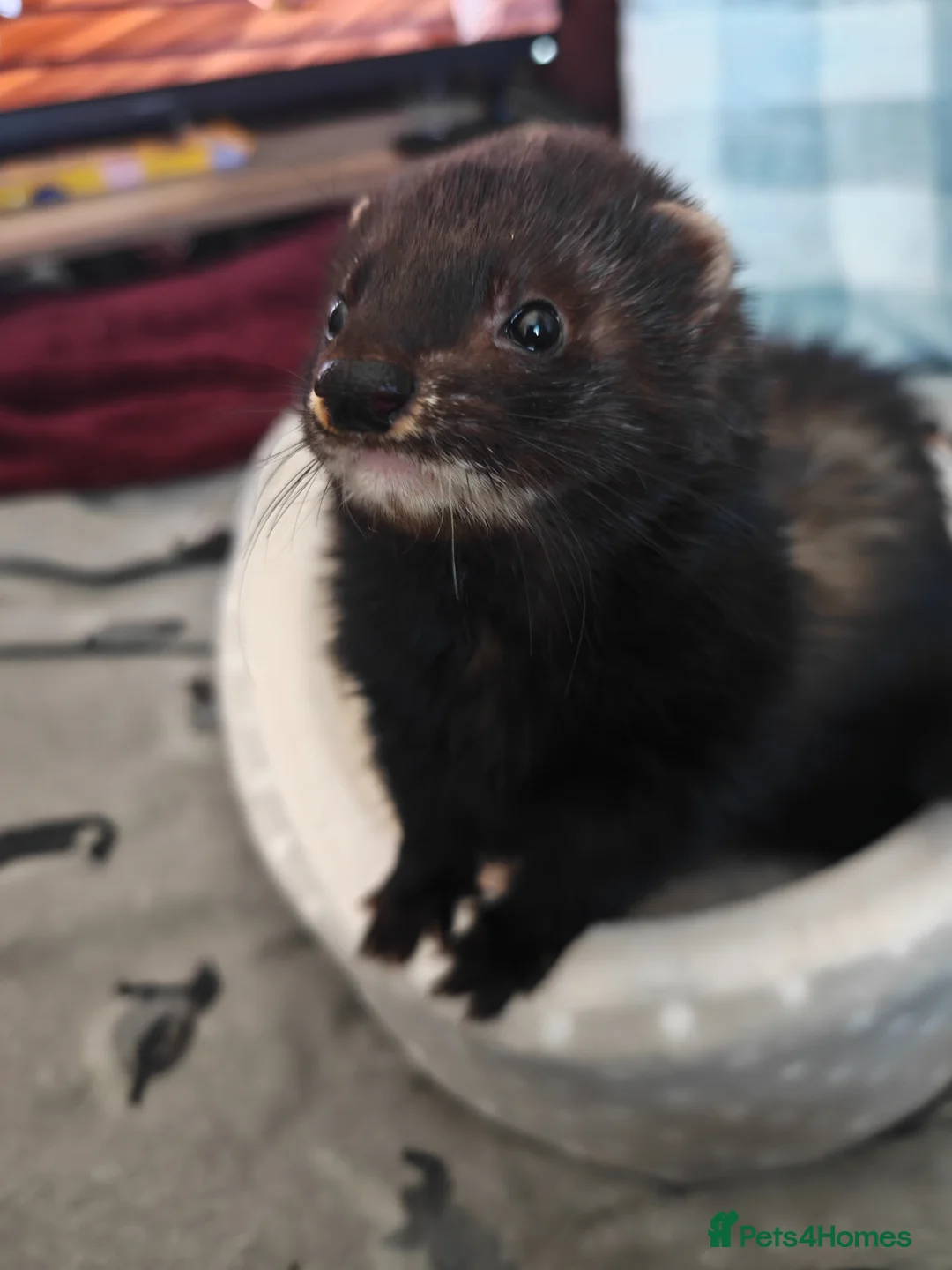 Ferret rodents for sale: 9 month old brown ferret  - Advert 2
