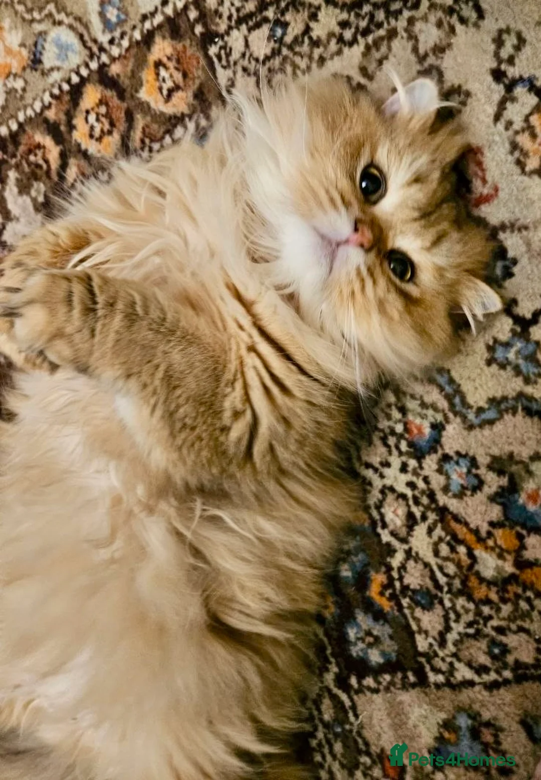 Persian cats for sale: Persian male cat 2 y.o. Not neutered - Advert 3