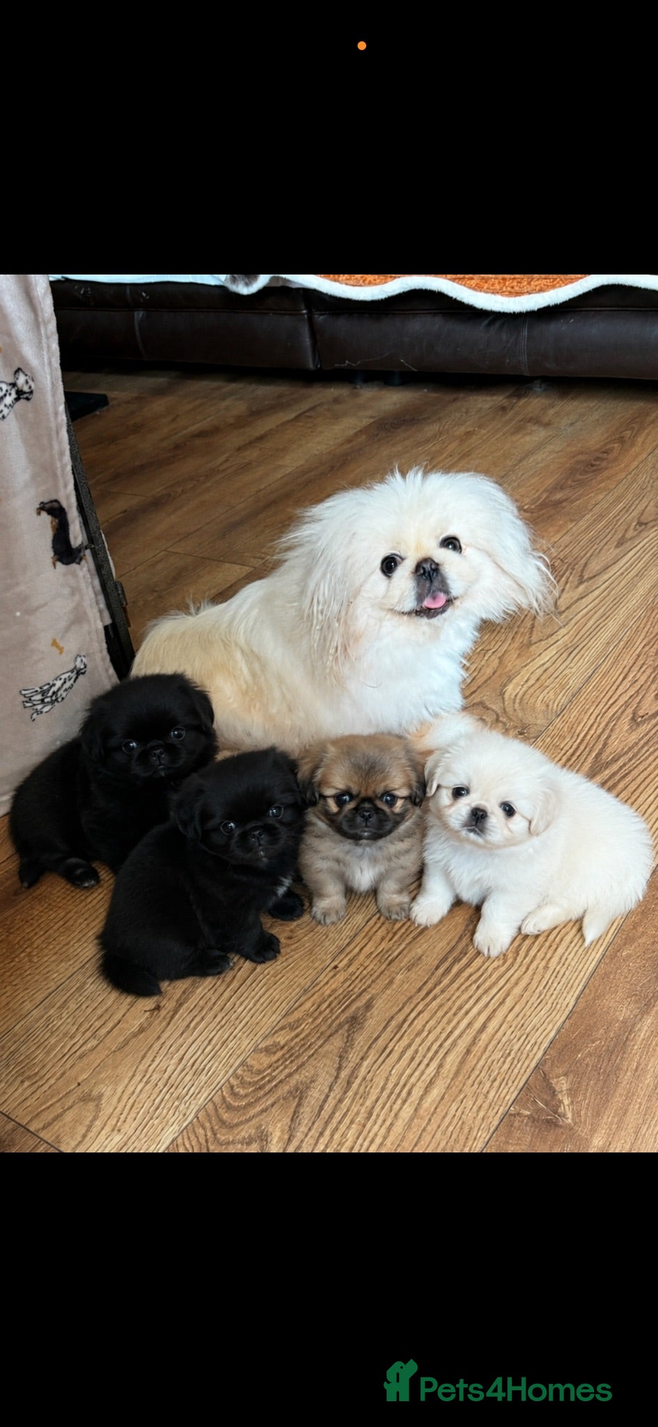 Pekingese dogs 💙 TINY SLEEVE MALES AVAILABLE 💙 - Advert 4