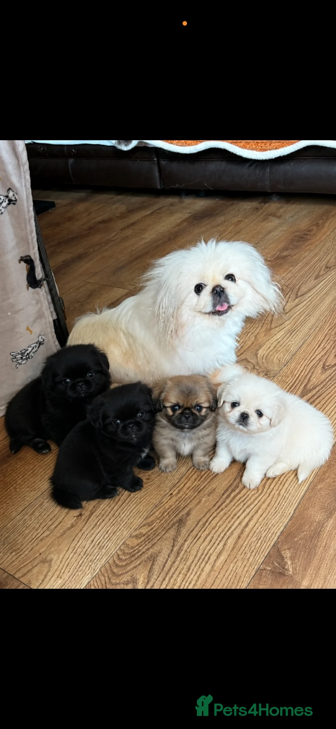 Pekingese dogs for sale: 💙 TINY SLEEVE MALE AVAILABLE 💙 - Advert 2