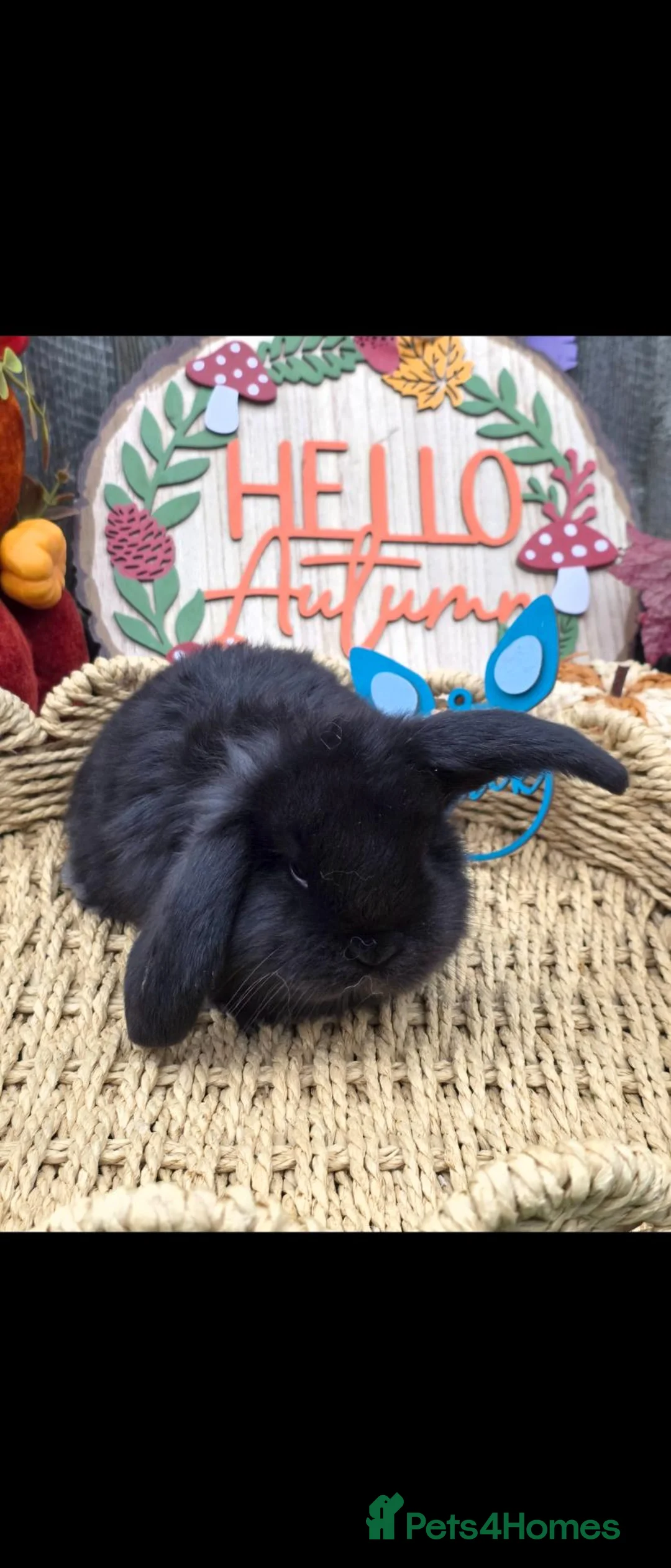 French Lop rabbits for sale: 3 French Lops Ready For Reserve - Advert 5