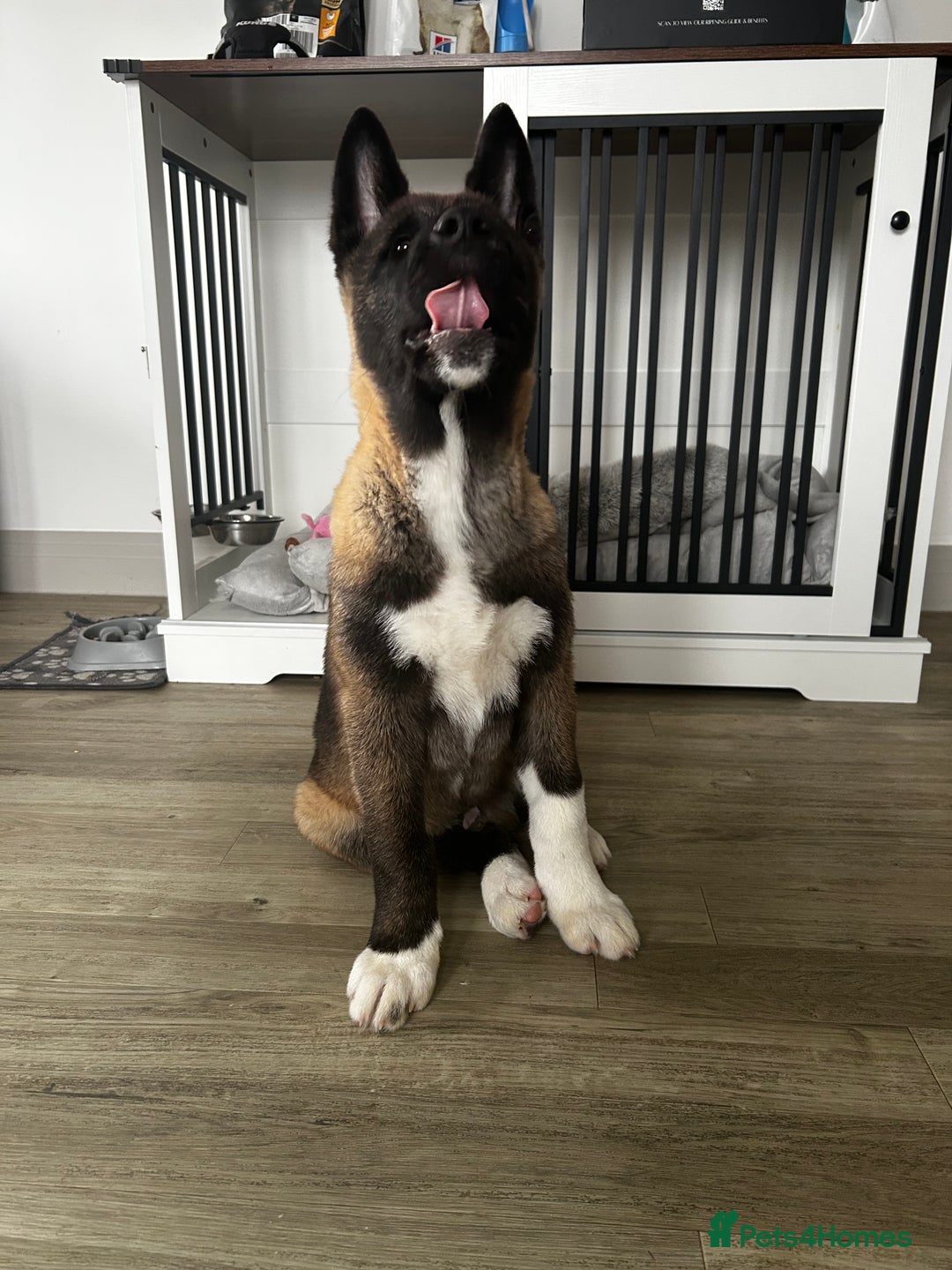 Akita dogs for sale: American Akita puppy looking for new home - Advert 5