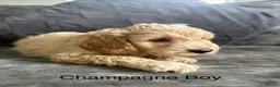 Cockapoo dogs for sale: Cockapoo puppies for sale in Stockport - Advert 5