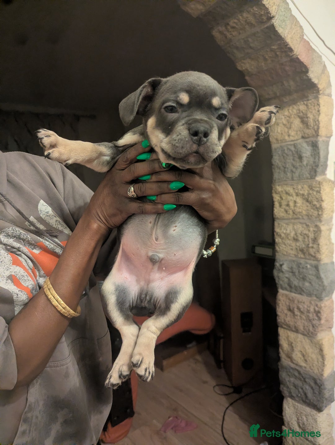 Mixed Breed dogs for sale: All cute and little tanks!  - Advert 8