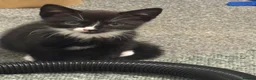 Mixed Breed dogs for sale: Mixed blk&wht  kittens available now - Advert 3