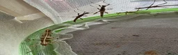 Stick Insects invertebrates for sale: Sunny stick insect in Spalding - Advert 6