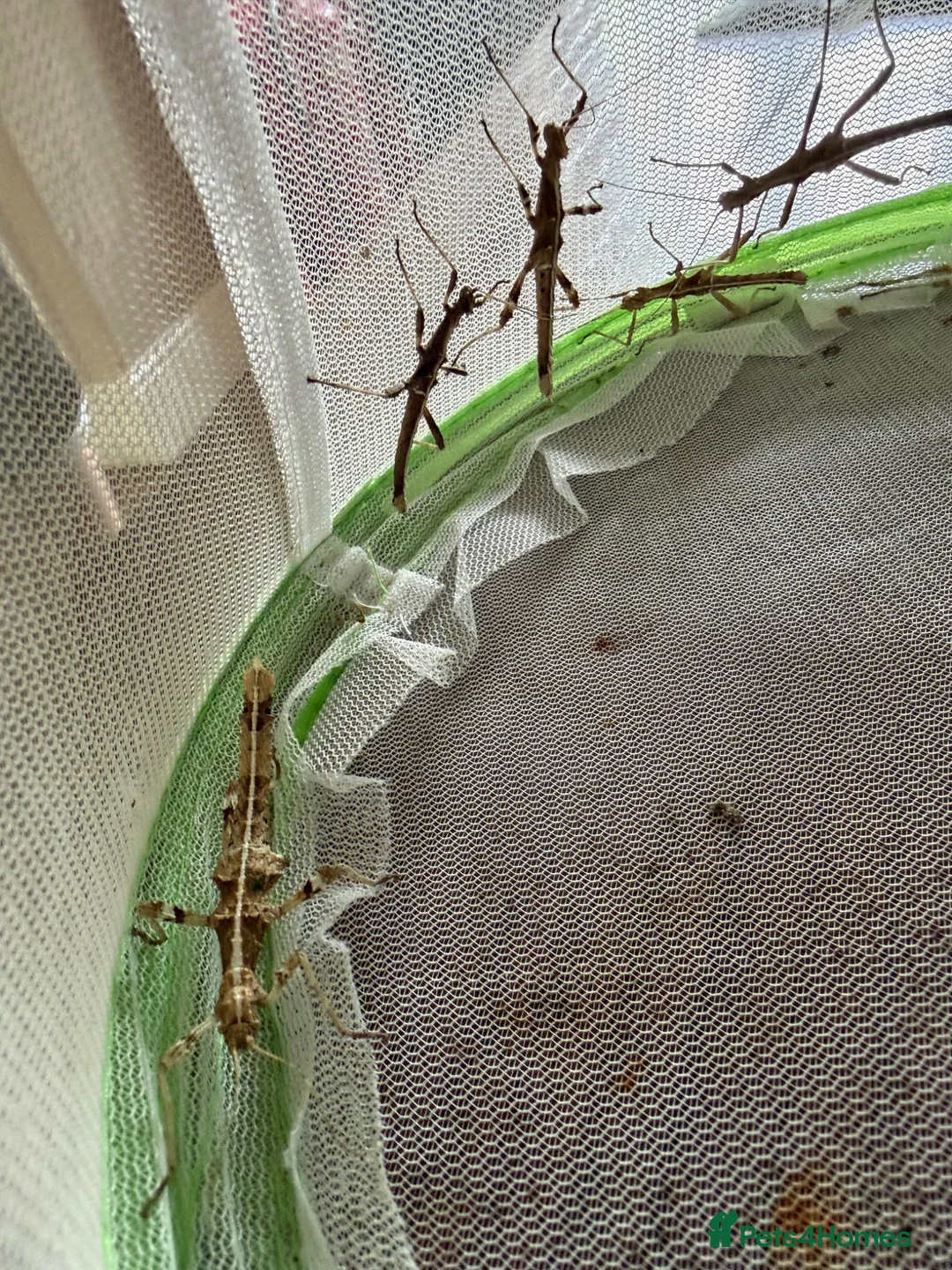 Stick Insects invertebrates for sale: Sunny stick insect in Spalding - Advert 6