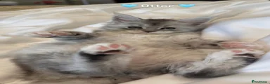 🩵 Otter 🩵