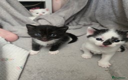 Domestic Shorthair cats for sale: 4 beautiful kittens - Image 1
