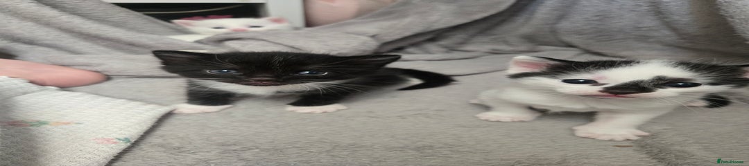 Domestic Shorthair Kitten 1