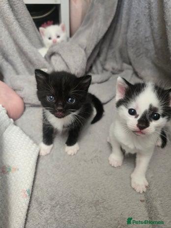 Domestic Shorthair cats - Advert 15