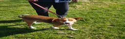 Mixed Breed dogs for adoption: Affectionate Milli looking for experienced owners - Advert 2
