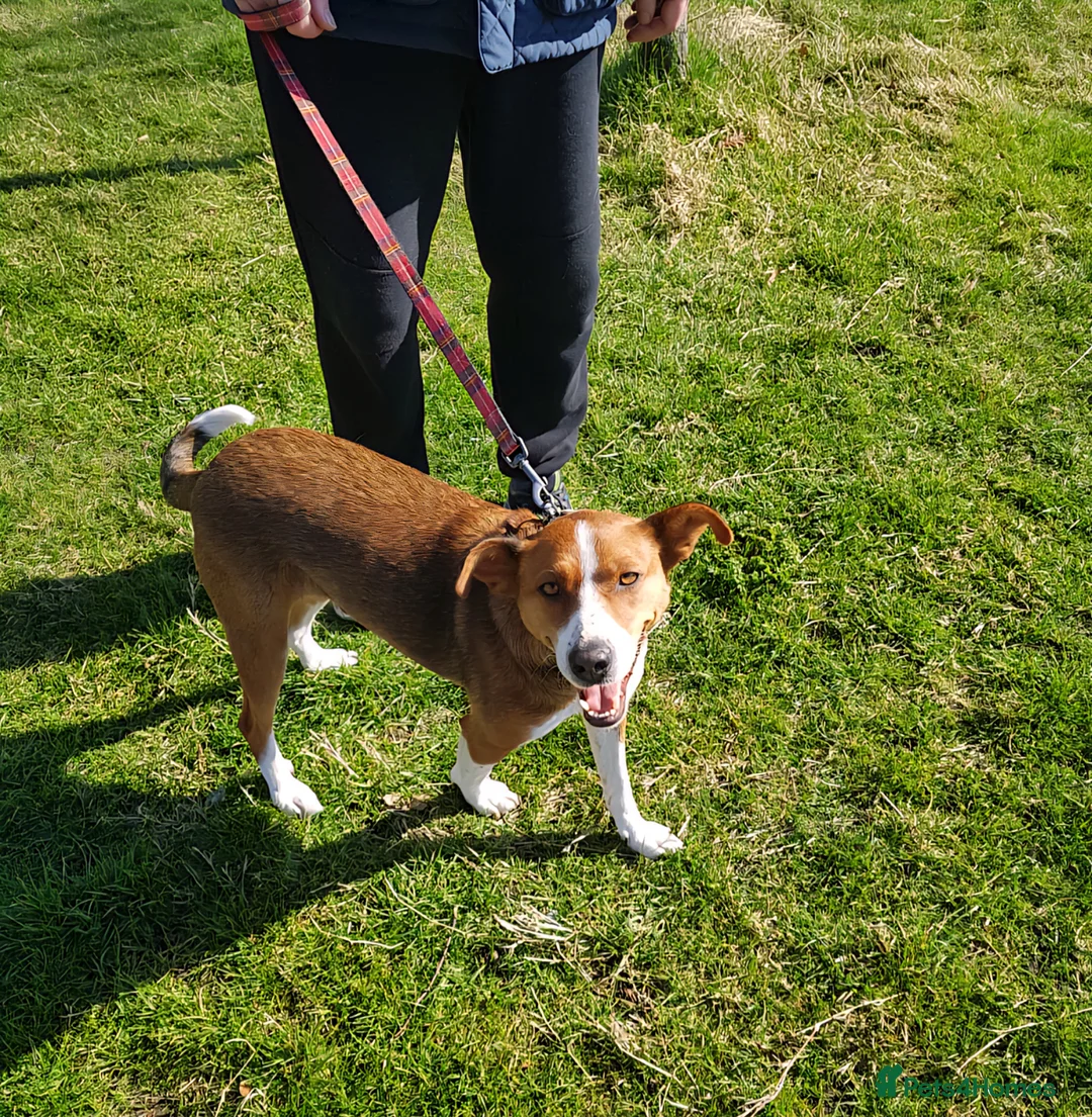 Mixed Breed dogs for adoption: Affectionate Milli looking for experienced owners - Advert 2