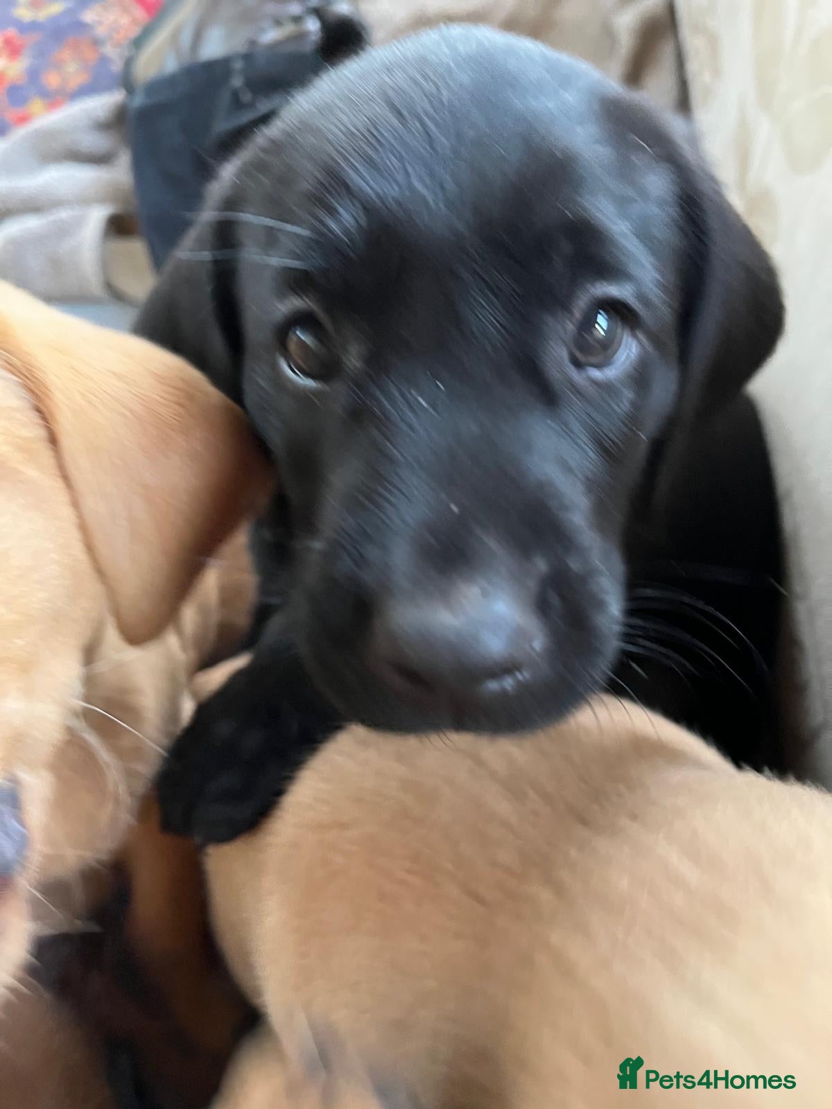 Labrador Retriever dogs Stunning KC Registered Labrador Retrievers Puppie - Advert 2