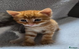Mixed Breed cats for sale: Adorable Tabby Kittens 🐾 - Image 16