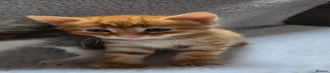 Ginger Boy