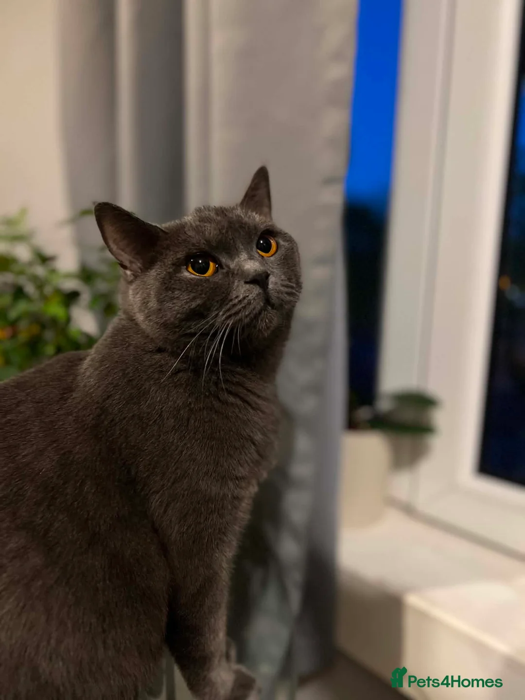 British Shorthair cats for sale: BRITISH SHORTHAIR Kittens ready for loving homes - Advert 3