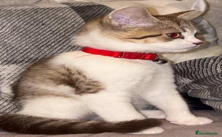 British Shorthair cats - Advert 14