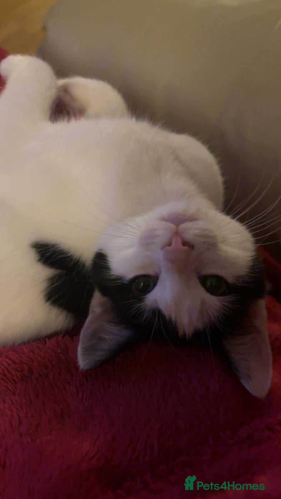 American Shorthair cats Catmum and kitten prefer together rehoming. - Advert 2