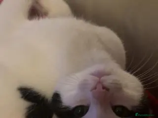 American Shorthair cats Catmum and kitten prefer together rehoming. - Advert 1