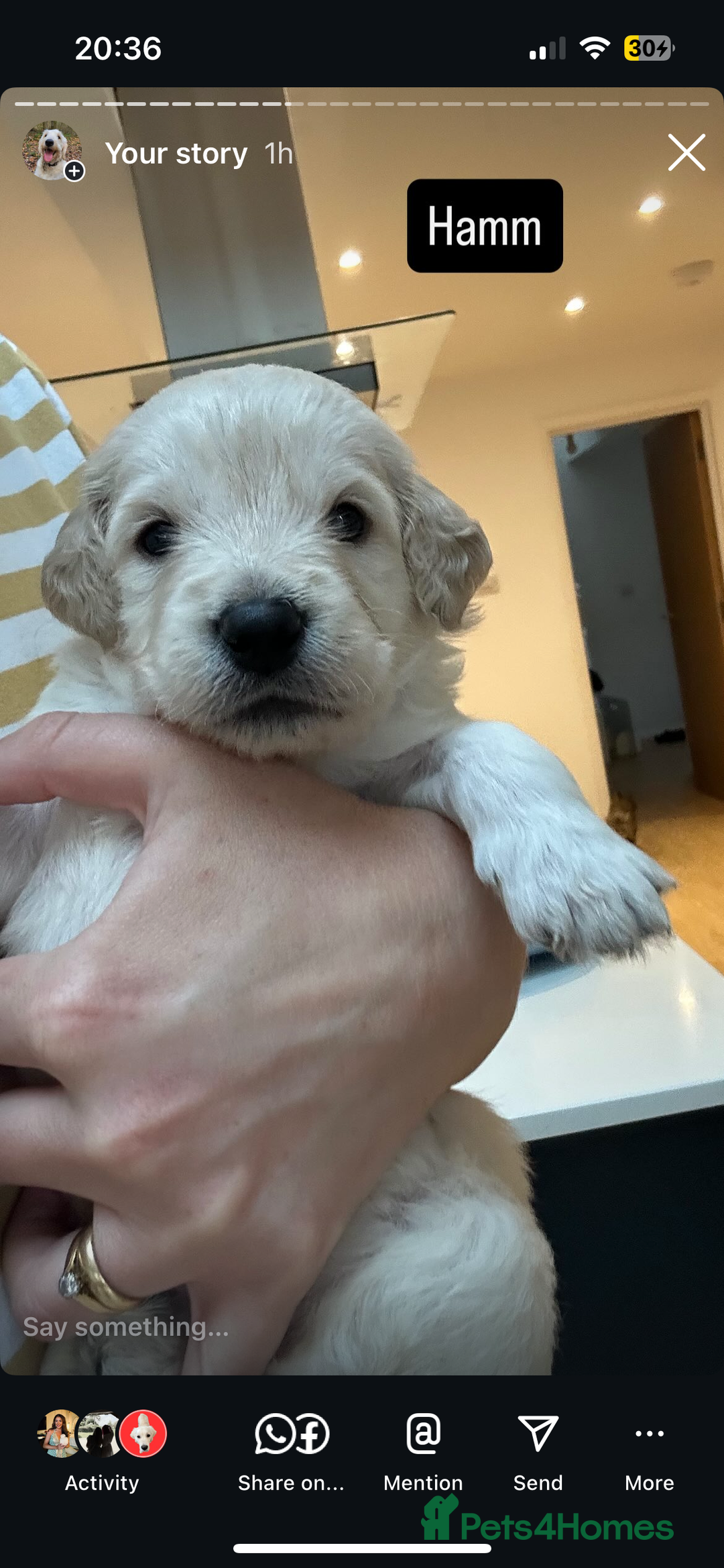 Double Doodle dogs for sale: Double doodles born 24/07/25 1 boy & 4 girls left - Image 27