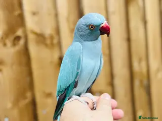 Ringnecks birds Baby blue ring neck - Advert 1