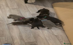 Staffordshire Bull Terrier dogs for sale: STAFFORDSHIRE BULL TERRIOR PUPPIES - Image 26