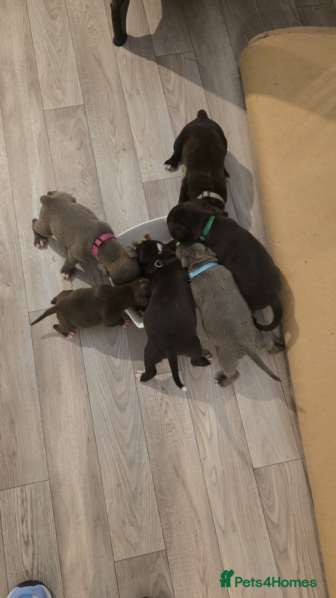 Staffordshire Bull Terrier dogs for sale: STAFFORDSHIRE BULL TERRIOR PUPPIES - Image 26