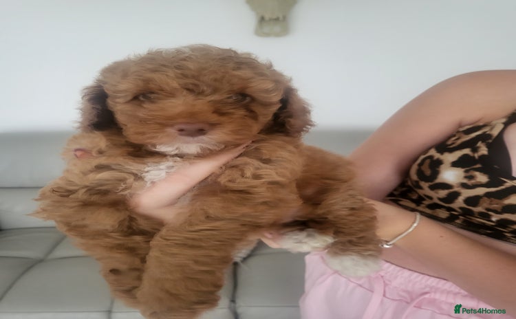 Miniature Poodle dogs - Advert 6