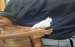 Cockatiels birds for sale: Silly hand tamed baby cockatiels for sale  - Image 7