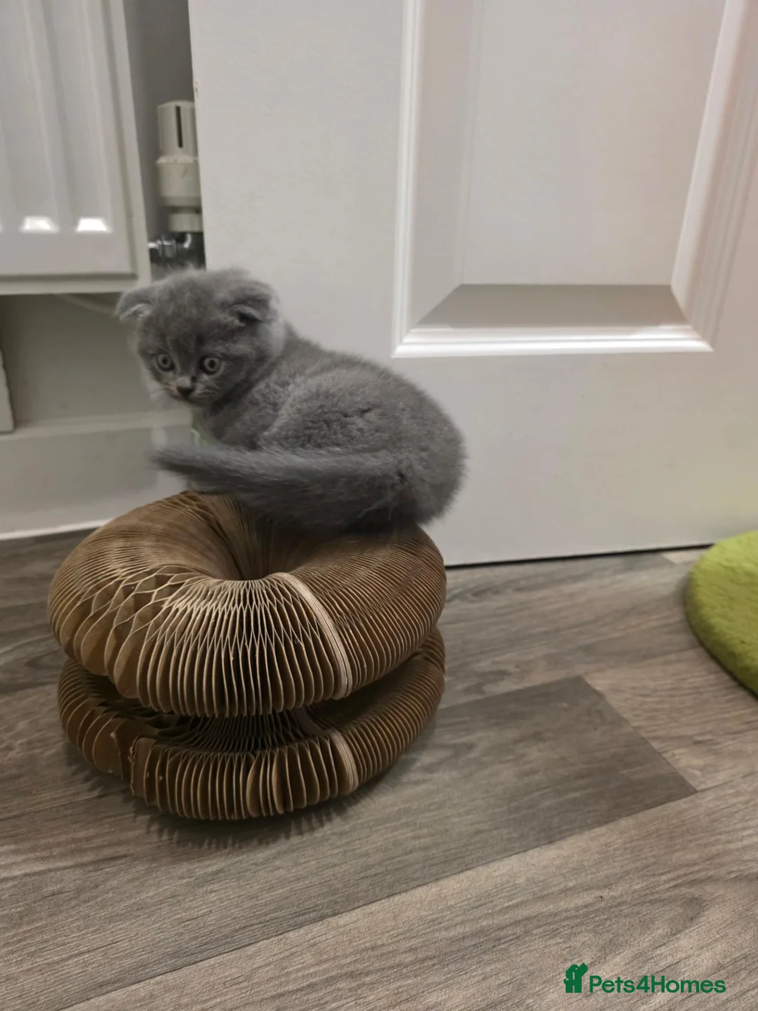 British Shorthair cats for sale: BSH adorable kittens  - Advert 13