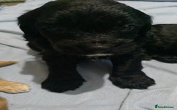 Cockapoo dogs for sale: Mini cockapoo f2  - Image 3