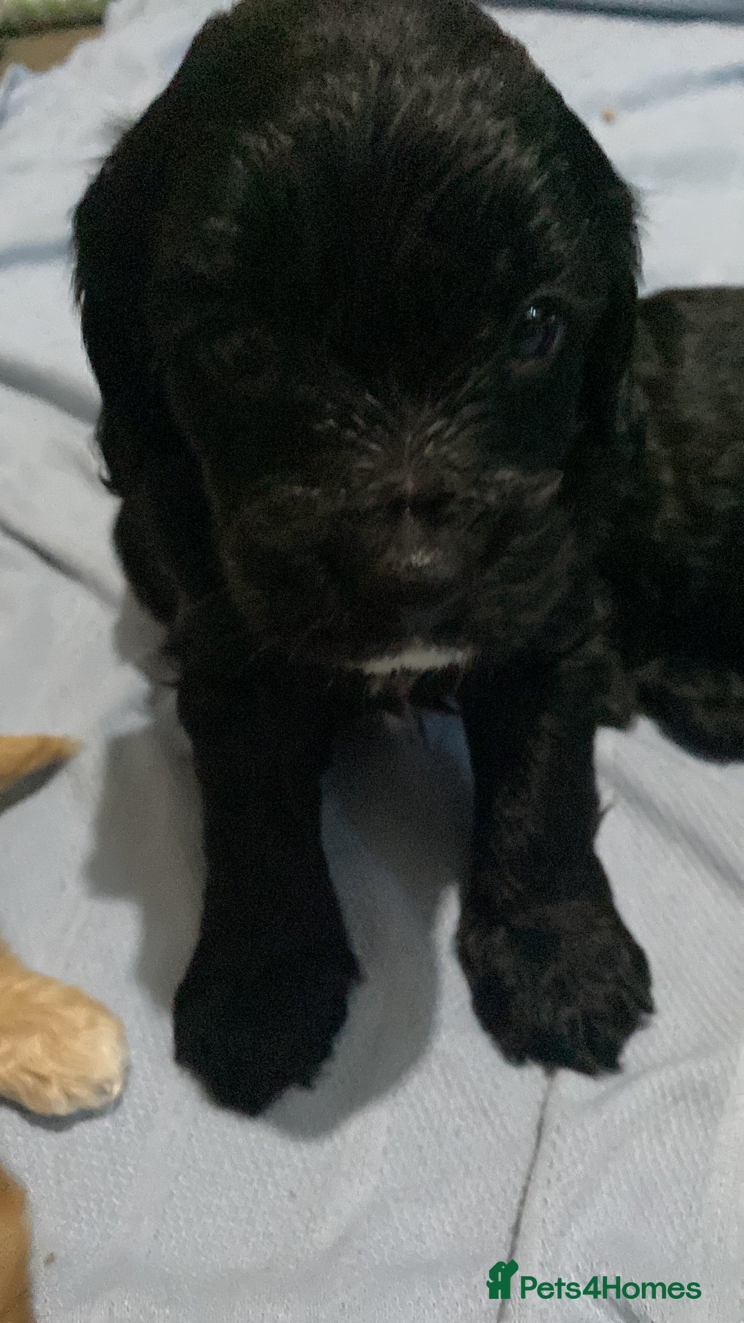 Cockapoo dogs for sale: Mini cockapoo f2  - Image 3