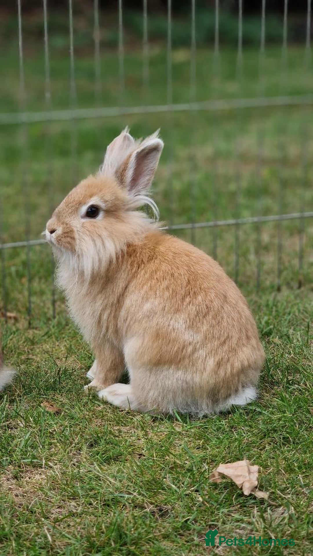 Lionhead rabbits for sale: Cute Lionhead Bunnies - Image 2